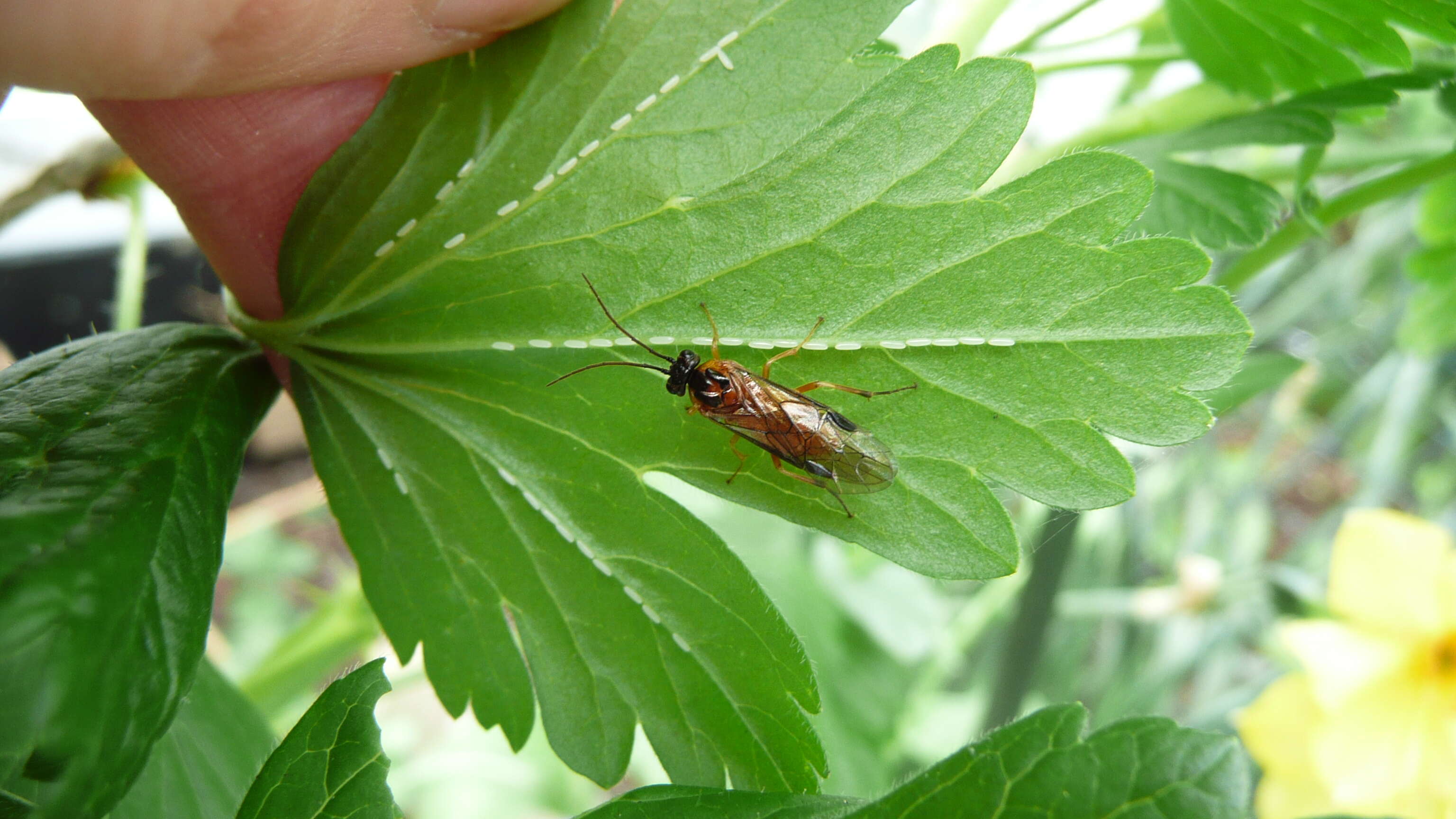 Image of Currantworm