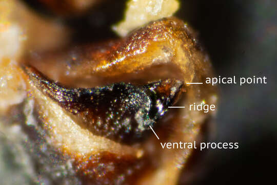 Image of Tasmanicosa godeffroyi (L. Koch 1865)