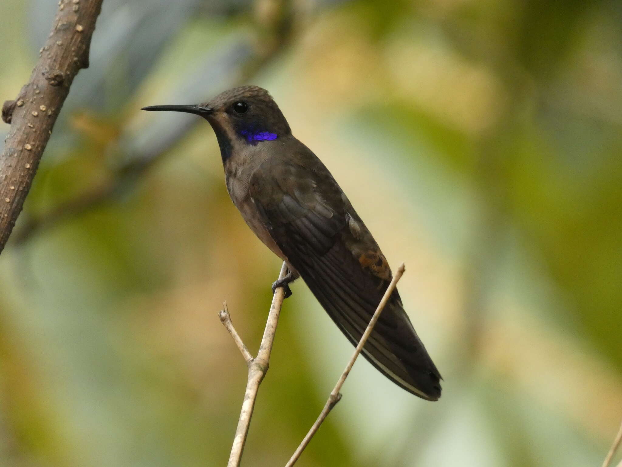 Image of Brown Violet-ear