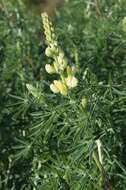 Image of yellow bush lupine