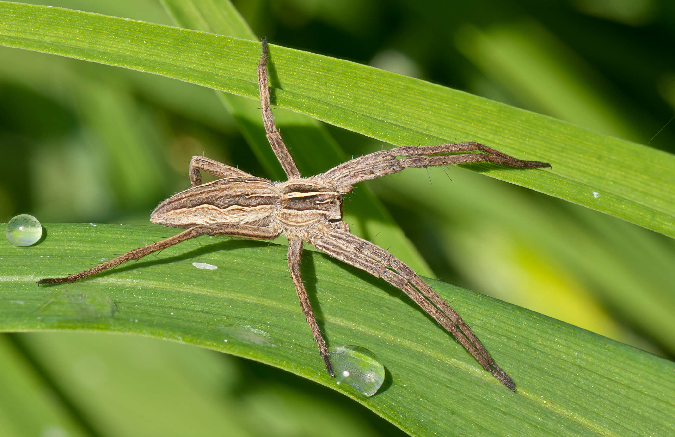 Image of Nursery-web spider