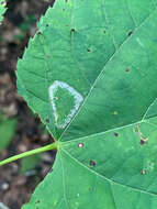 Phyllonorycter lucetiella (Clemens 1859)的圖片