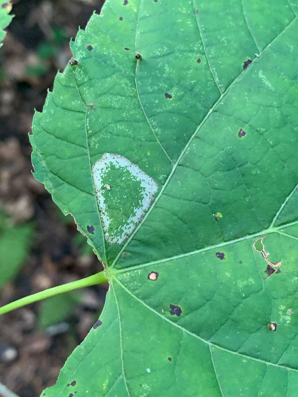 Phyllonorycter lucetiella (Clemens 1859)的圖片