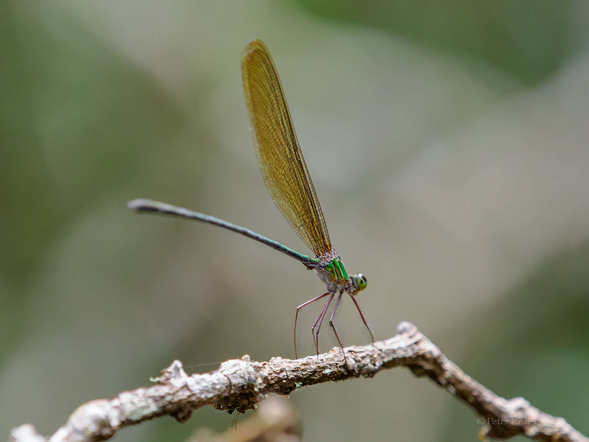 Image of Phaon rasoherinae Fraser 1949