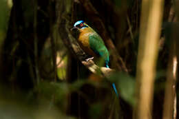 Image of Amazonian Motmot