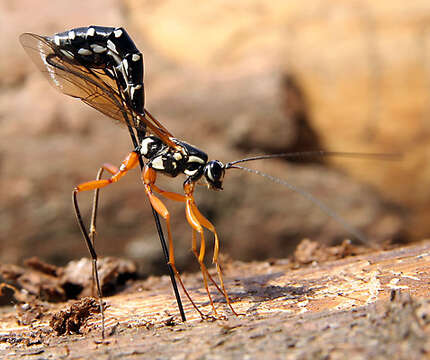 Image of Sabre wasp