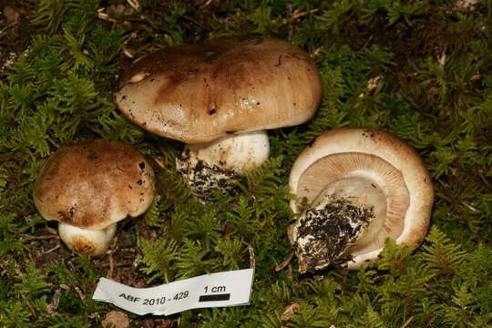 Image of Tricholoma populinum J. E. Lange 1933