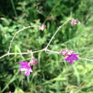 Image of Mirabilis viscosa Cav.