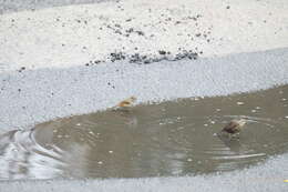 Image of Tasmanian Thornbill