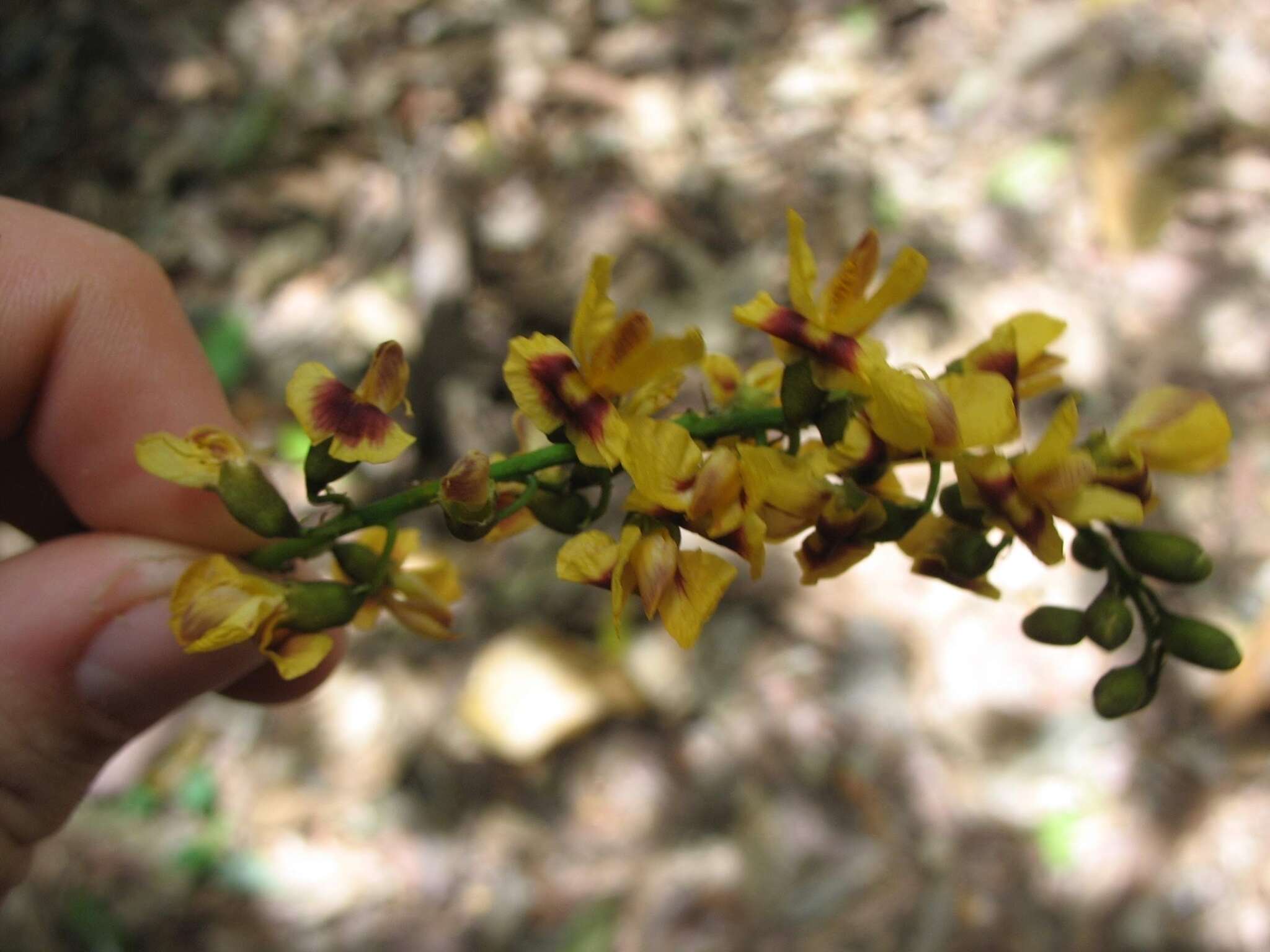 Image of Pterocarpus violaceus Vogel