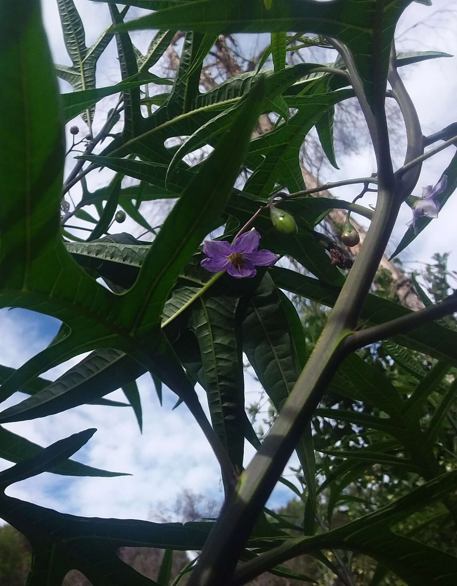 Image of Kangaroo Apple