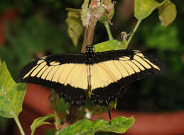 Plancia ëd Papilio androgeus Cramer (1775)