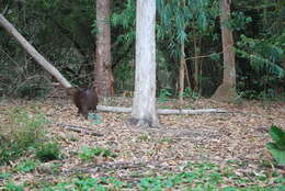 Image of Lesser Capybara