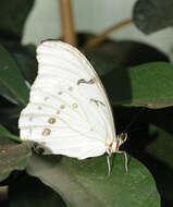 Imagem de Morpho epistrophus