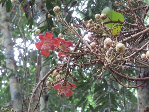 Image of cannonball tree