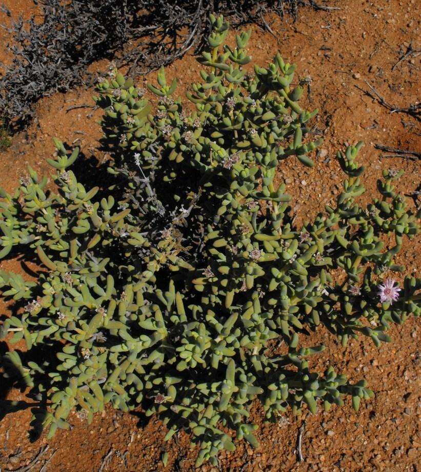 Image of Ruschia pollardii Friedrich