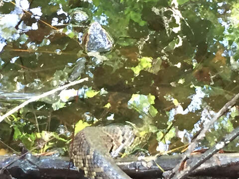 Image of Cottonmouth