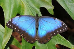 Image of Morpho peleides Kollar 1850