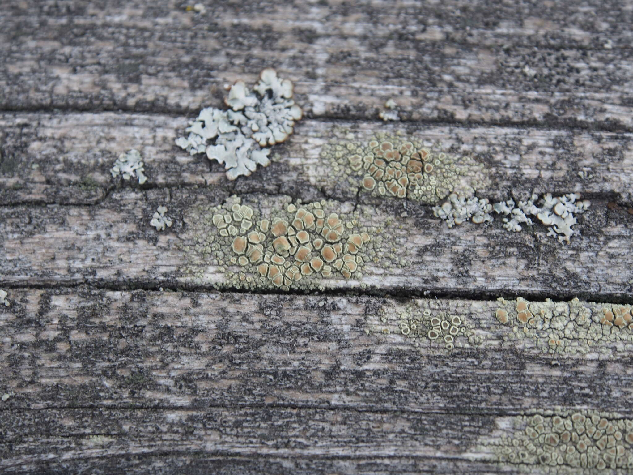 Image of rim lichen