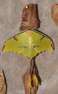 Image of African Luna moth