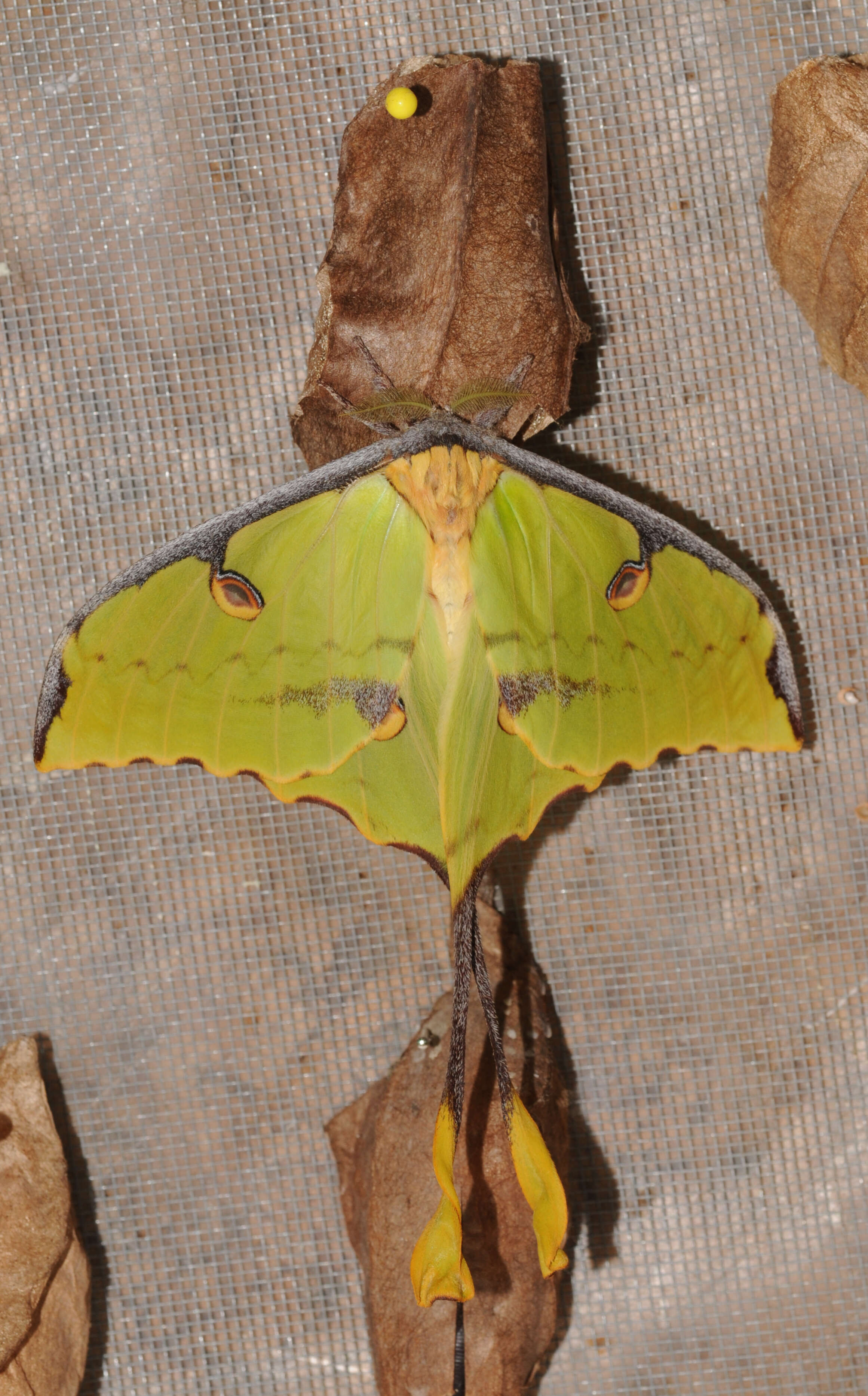 Image of African Luna moth