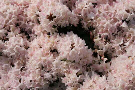 Imagem de Rhododendron traillianum Forrest & W. W. Sm.