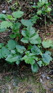 Image of cockroach berry