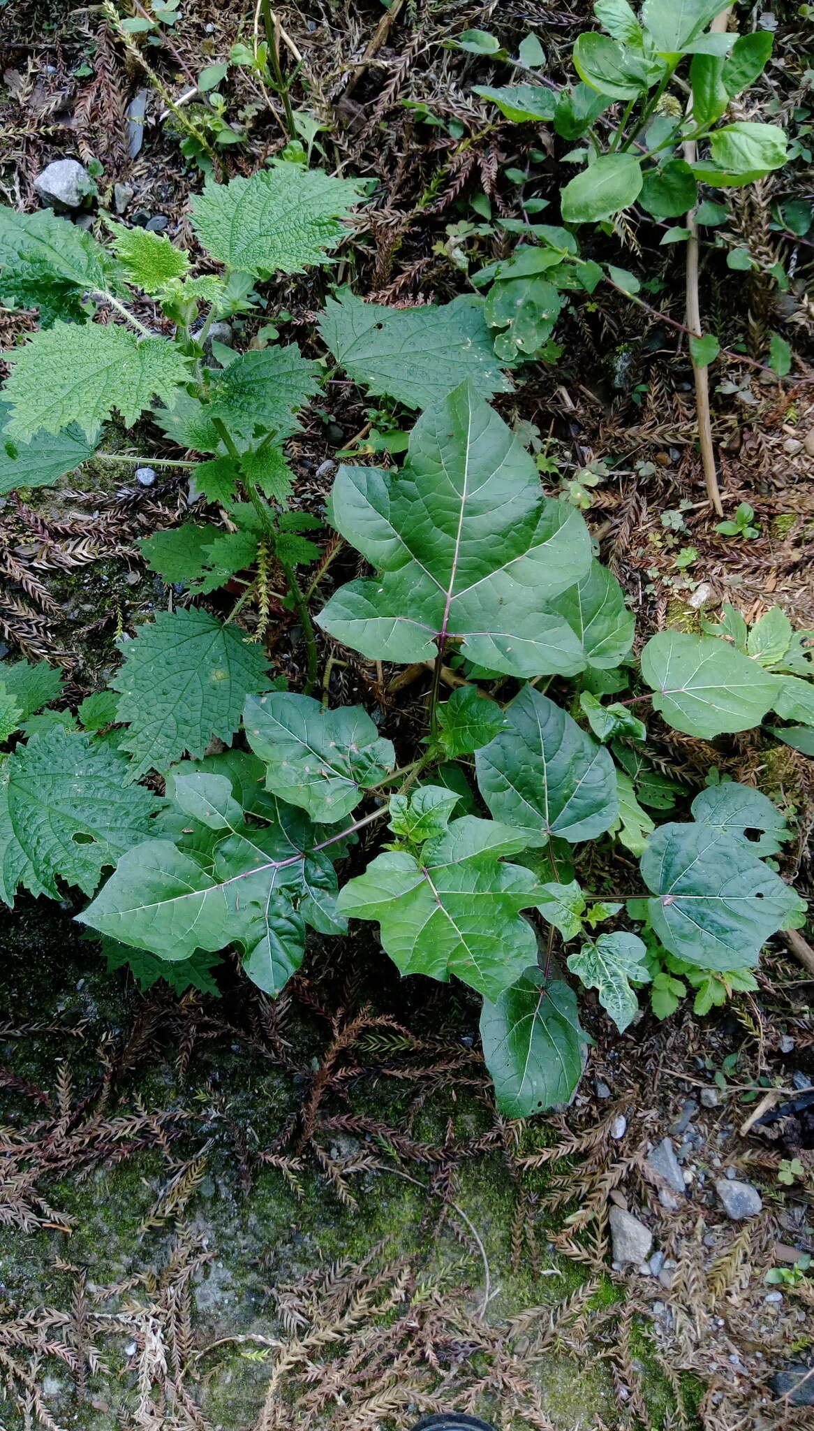 Imagem de Solanum capsicoides Allioni