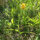 Imagem de Baeometra uniflora (Jacq.) G. J. Lewis