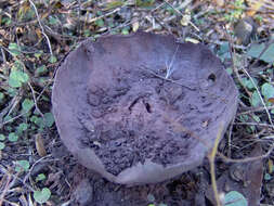 Image of Cup-shaped Puffball