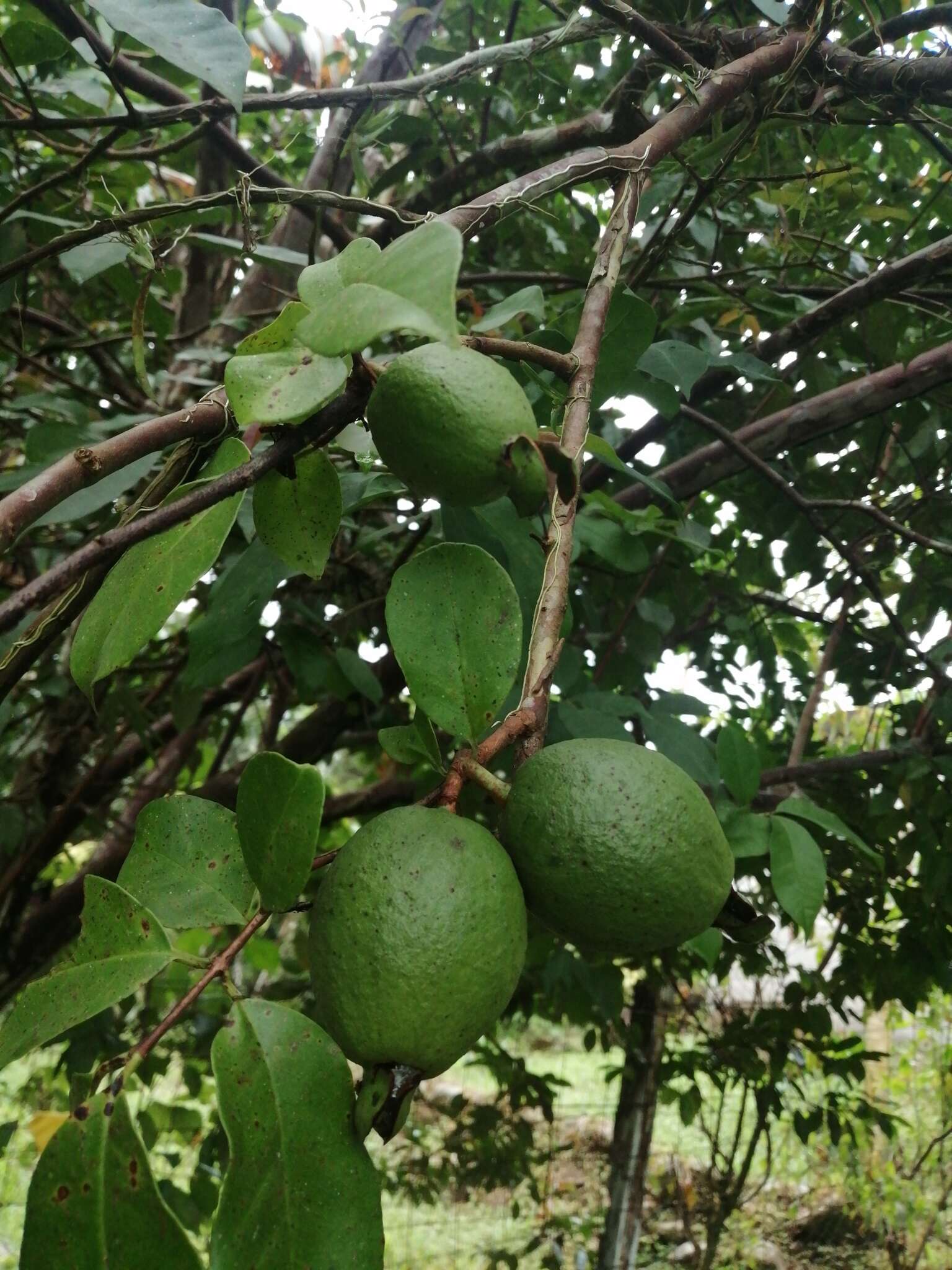 Image of wild guava