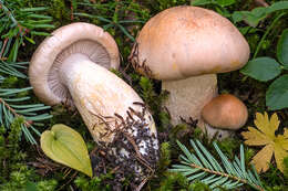 Hygrophorus pudorinus (Fr.) Fr. 1836的圖片