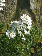 Plancia ëd Iberis sempervirens L.