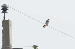 Image of Red-footed Falcon