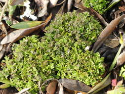 Image of Cladonia foliacea (Huds.) Willd.