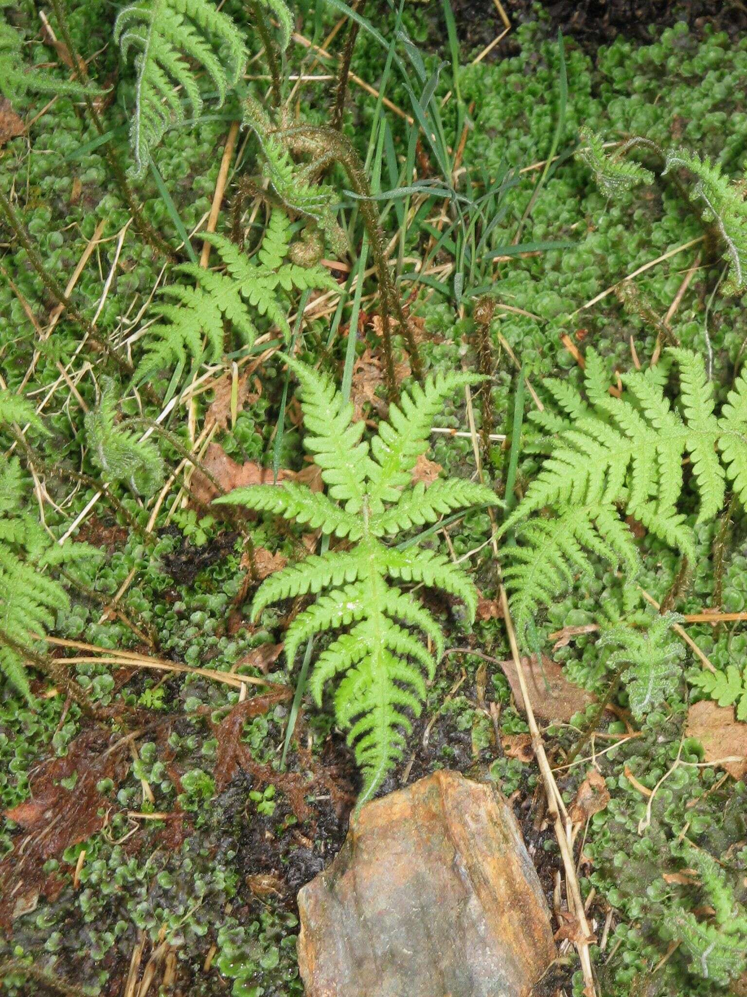 Image of Beech Fern