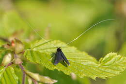 Image of Adela reaumurella