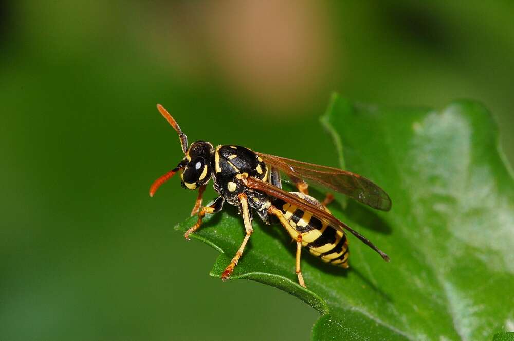 Imagem de Polistes dominula (Christ 1791)