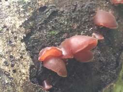 Imagem de Auricularia fuscosuccinea (Mont.) Henn. 1893