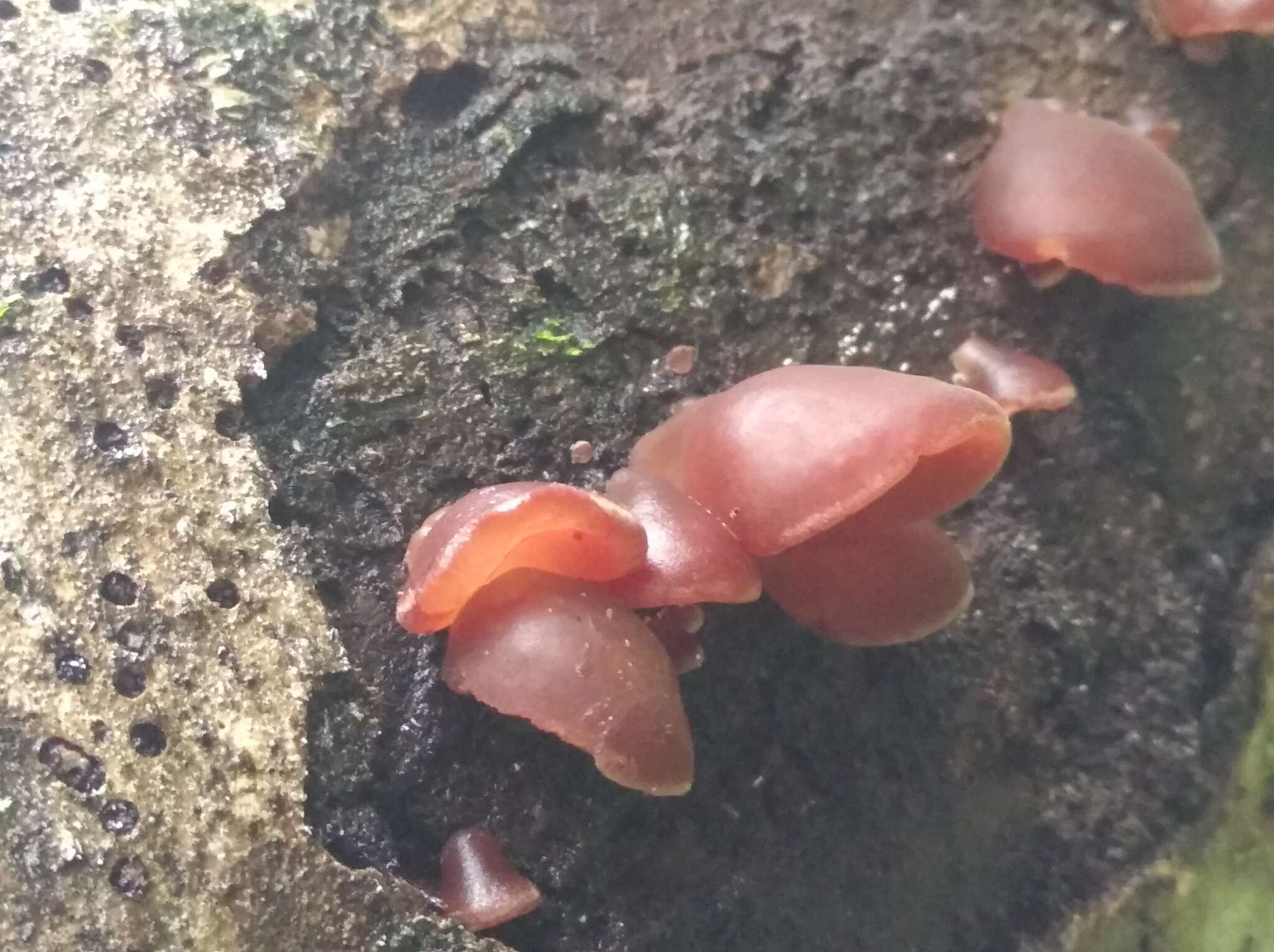 Image de Auricularia fuscosuccinea (Mont.) Henn. 1893