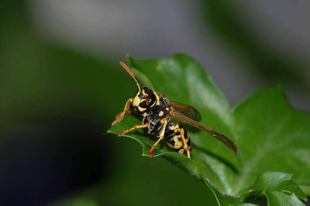 Image of European Paper Wasp