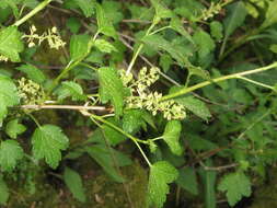 Image of Mountain Currant