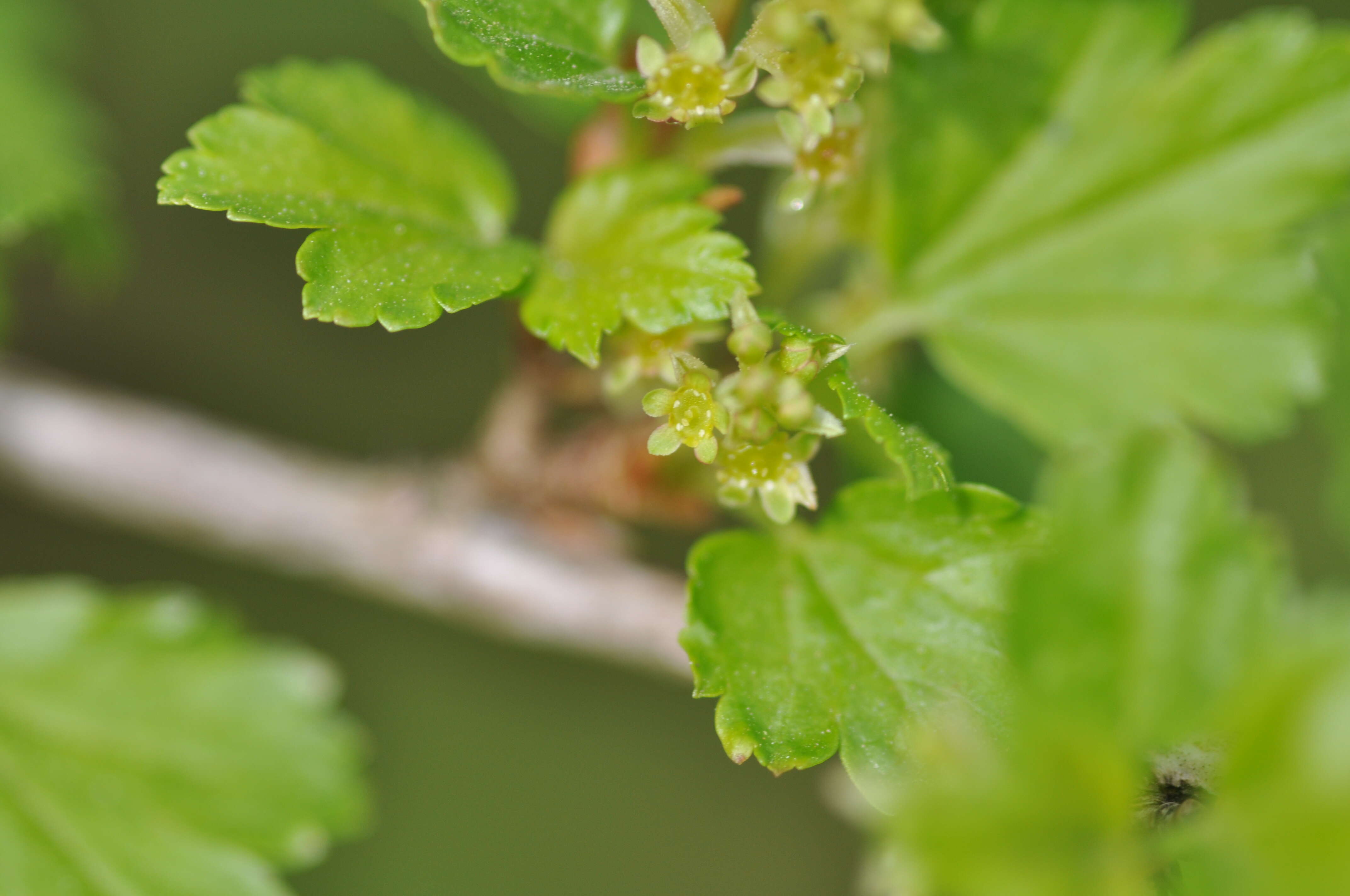 Image of Mountain Currant