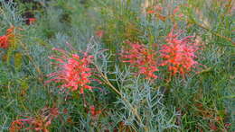 Image of Grevillea dielsiana C. A. Gardner