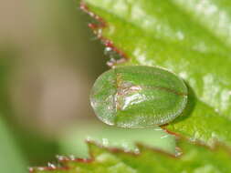 Image of thistle tortoise beetle