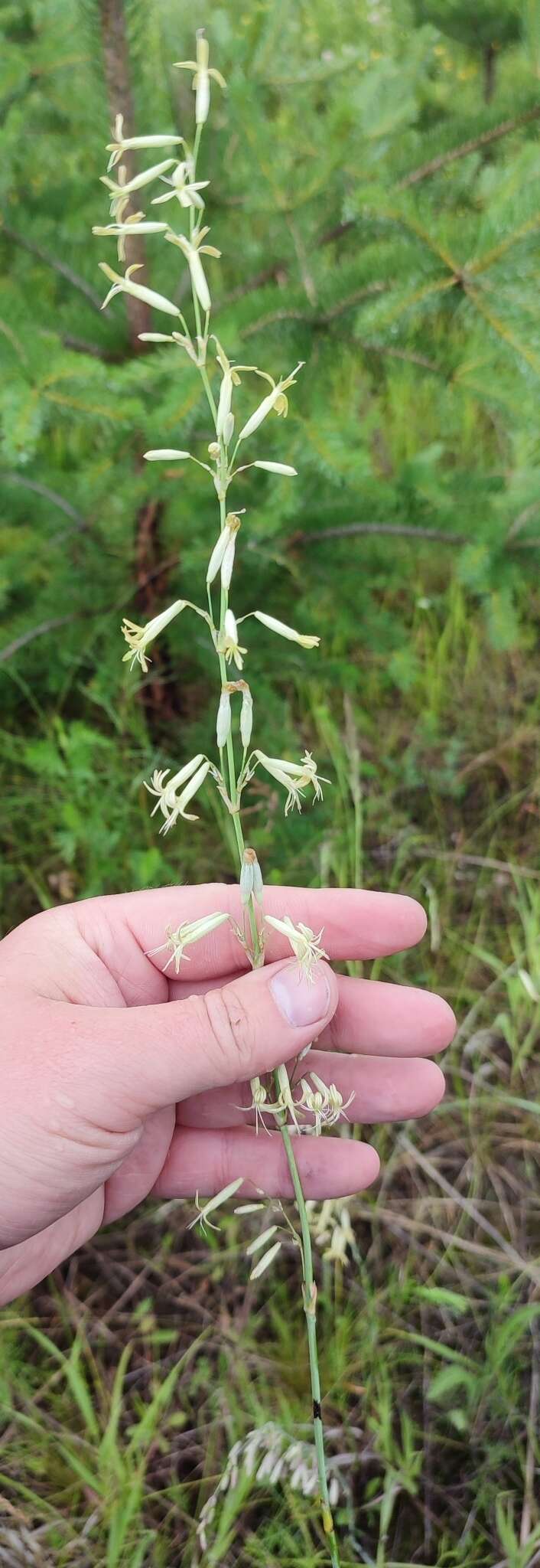 Image de Silene chlorantha (Willd.) Ehrh.