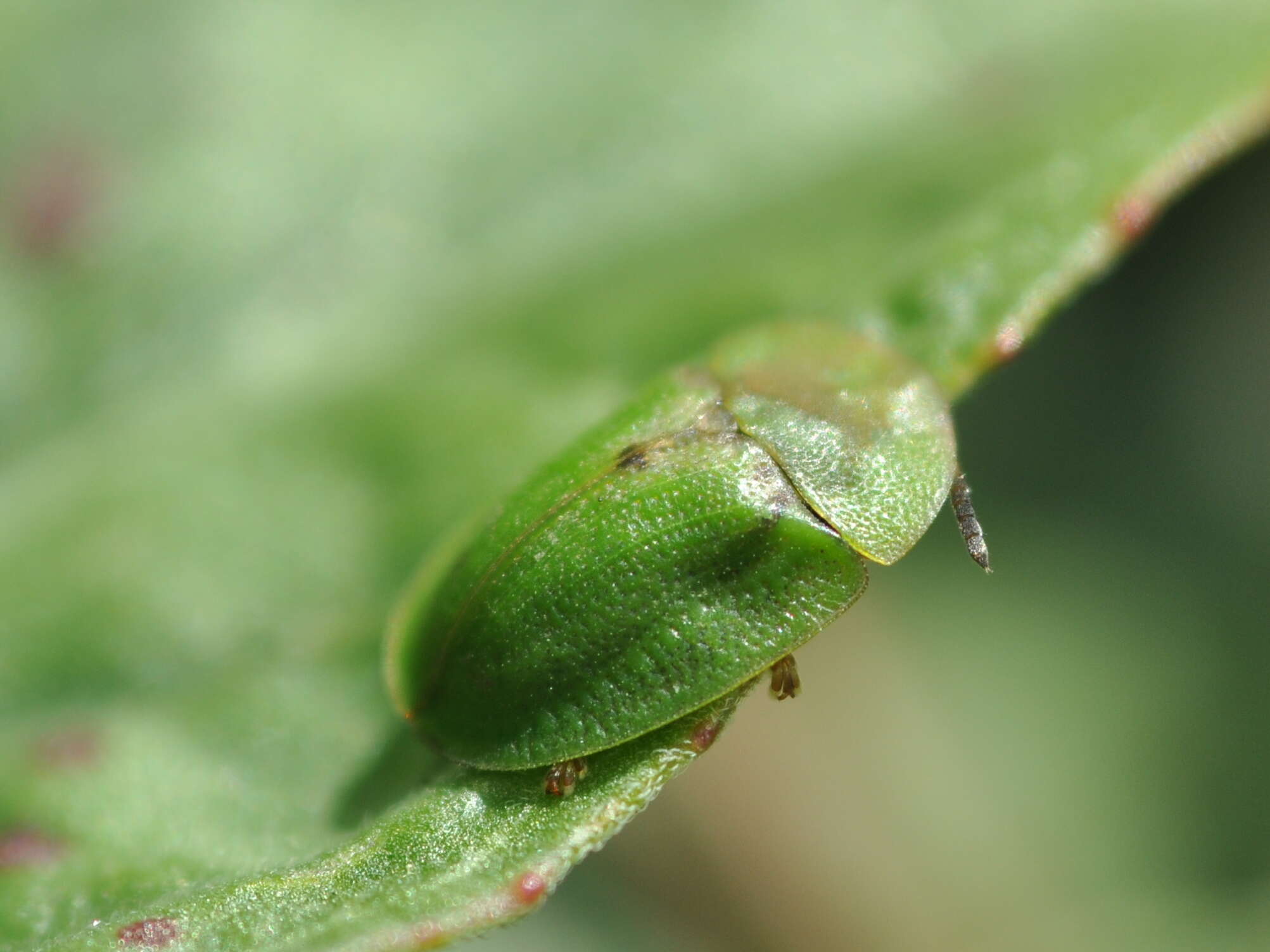 Image of thistle tortoise beetle