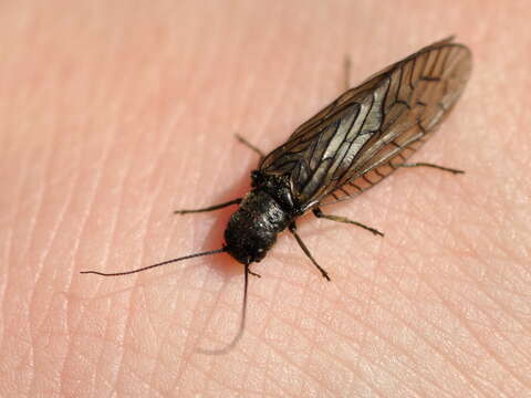 Image of Alderfly