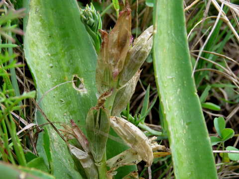 Imagem de Lachenalia reflexa Thunb.