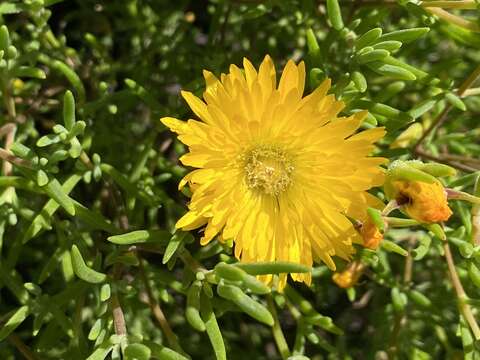 Imagem de Drosanthemum acuminatum L. Bol.